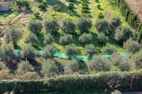 Landejendom i Soller, Mallorca, Soller - € 2.500.000 | Ref: 3021 - foto 6