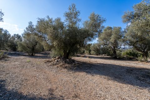Finca i Ulldecona, Tarragona, Ulldecona - € 12.500 | Ref: 167 - foto 6