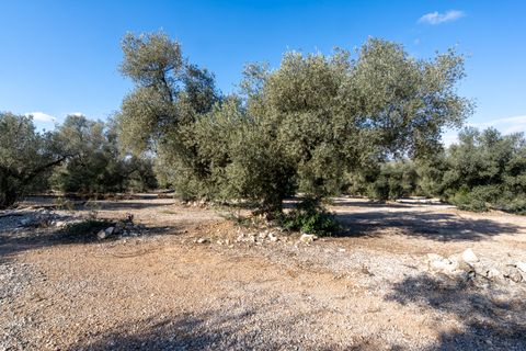 Finca i Ulldecona, Tarragona, Ulldecona - € 12.500 | Ref: 167 - foto 7