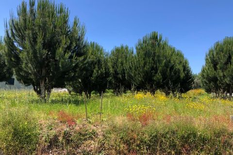 Helårsgrund i Santa Comba Dao, Viseu, Santa Comba Dao - € 17.500 | Ref: SALI0189 - foto 2