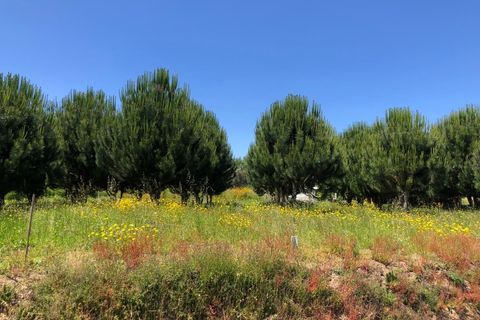 Helårsgrund i Santa Comba Dao, Viseu, Santa Comba Dao - € 17.500 | Ref: SALI0189 - foto 4