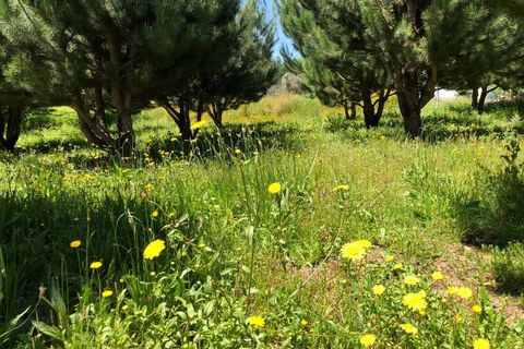 Helårsgrund i Santa Comba Dao, Viseu, Santa Comba Dao - € 17.500 | Ref: SALI0189 - foto 9