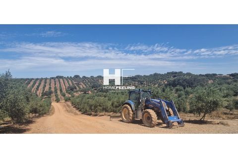 Farm i Beja, Beja, Beja - € 16.000.000 | Ref: FIN_1394 - foto 3