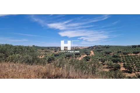Farm i Beja, Beja, Beja - € 16.000.000 | Ref: FIN_1394 - foto 4
