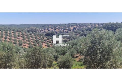 Farm i Beja, Beja, Beja - € 16.000.000 | Ref: FIN_1394 - foto 5