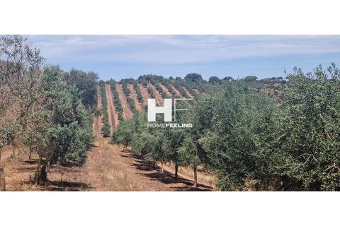Farm i Beja, Beja, Beja - € 16.000.000 | Ref: FIN_1394 - foto 6