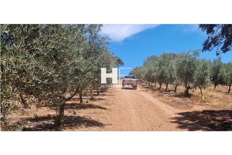 Farm i Beja, Beja, Beja - € 16.000.000 | Ref: FIN_1394 - foto 8