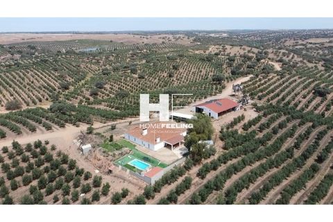 Farm i Beja, Beja, Beja - € 16.000.000 | Ref: FIN_1394 - foto 10