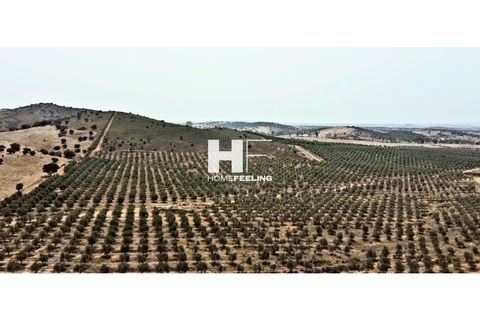 Farm i Beja, Beja, Beja - € 16.000.000 | Ref: FIN_1394 - foto 12