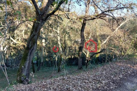 Byhus i Ourem, Santarem, Ourem - € 145.000 | Ref: 00667 - foto 10
