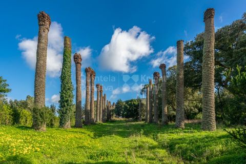 Farm i Torres Vedras, Lisbon, Torres Vedras - € 4.500.000 | Ref: PROP-031708 - foto 37