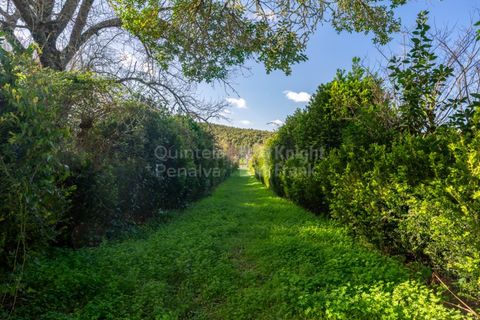 Farm i Torres Vedras, Lisbon, Torres Vedras - € 4.500.000 | Ref: PROP-031708 - foto 39