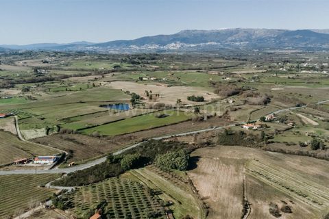 Terra a Belmonte, Castelo Branco, Belmonte - € 60.000 | Ref: 111250004 - foto 6