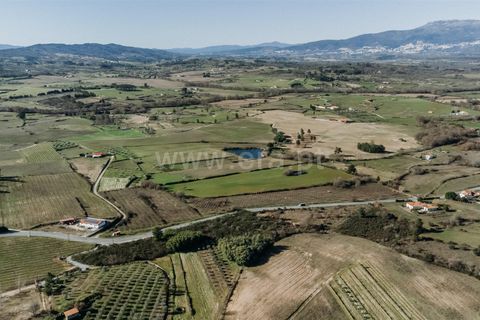 Terra a Belmonte, Castelo Branco, Belmonte - € 60.000 | Ref: 111250004 - foto 7