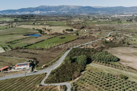 Terra a Belmonte, Castelo Branco, Belmonte - € 60.000 | Ref: 111250004 - foto 10