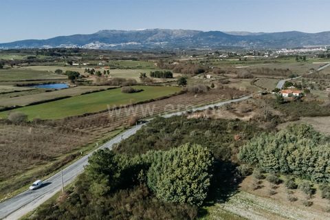 Terra a Belmonte, Castelo Branco, Belmonte - € 60.000 | Ref: 111250004 - foto 11