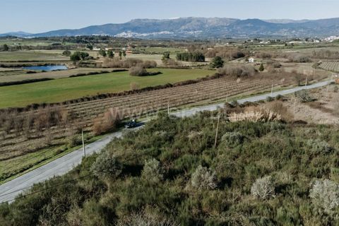 Terra a Belmonte, Castelo Branco, Belmonte - € 60.000 | Ref: 111250004 - foto 12