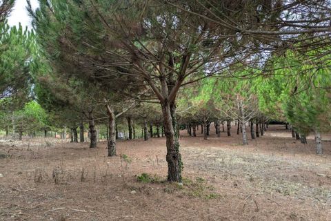 Helårsgrund i Lamas e Cercal, Lisbon, Lamas e Cercal - € 152.000 | Ref: SF-SAFTI:007312 - foto 3