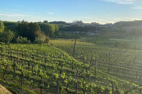 Farm i Lousada, Porto, Lousada - € 990.000 | Ref: SF-SAFTI:006097 - foto 9