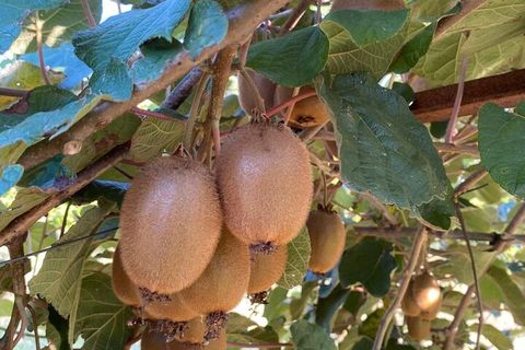 Farm i Lousada, Porto, Lousada - € 990.000 | Ref: SF-SAFTI:006097 - foto 18