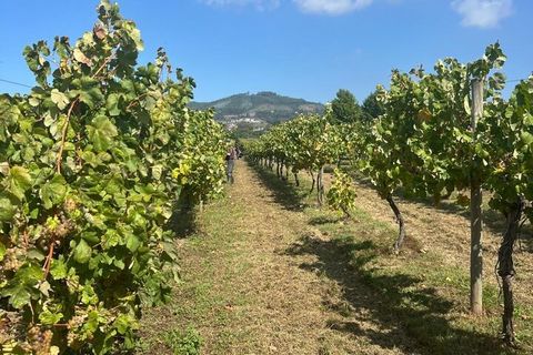 Farm i Lousada, Porto, Lousada - € 990.000 | Ref: SF-SAFTI:006097 - foto 19