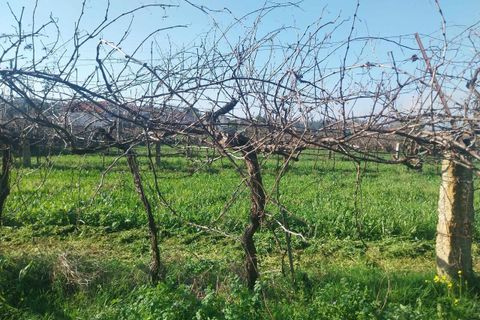 Helårsgrund i Bela, Viana do Castelo, Bela - € 95.000 | Ref: SF-SAFTI:005937 - foto 7