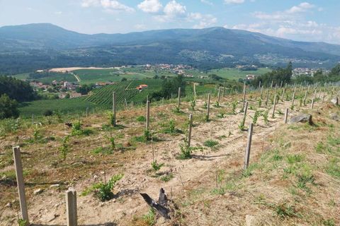 Helårsgrund i Ceivaes e Badim, Viana do Castelo, Ceivaes e Badim - € 18.000 | Ref: SF-SAFTI:005451 - foto 7