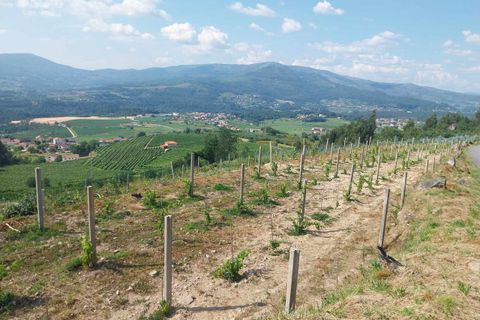 Helårsgrund i Ceivaes e Badim, Viana do Castelo, Ceivaes e Badim - € 18.000 | Ref: SF-SAFTI:005451 - foto 10