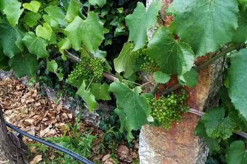Farm i Moncao, Viana do Castelo, Moncao - € 130.000 | Ref: SF-SAFTI:003414 - foto 5