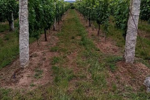 Farm i Moncao, Viana do Castelo, Moncao - € 130.000 | Ref: SF-SAFTI:003414 - foto 7