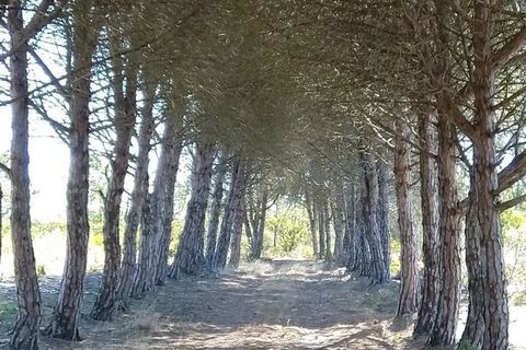 Terra a Bordeira, Faro, Bordeira - € 30.000.000 | Ref: SF-SAFTI:005322 - foto 4