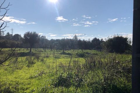 Terra a Olaia e Paco, Santarem, Olaia e Paco - € 33.000 | Ref: SF-SAFTI:004383 - foto 2