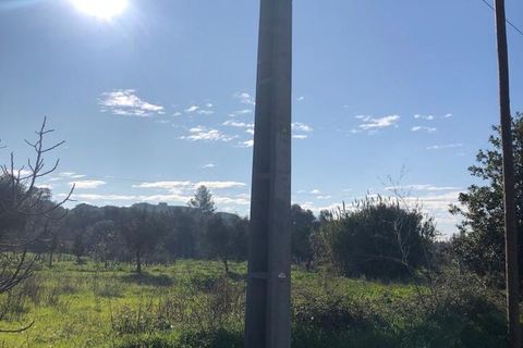 Terra a Olaia e Paco, Santarem, Olaia e Paco - € 33.000 | Ref: SF-SAFTI:004383 - foto 3