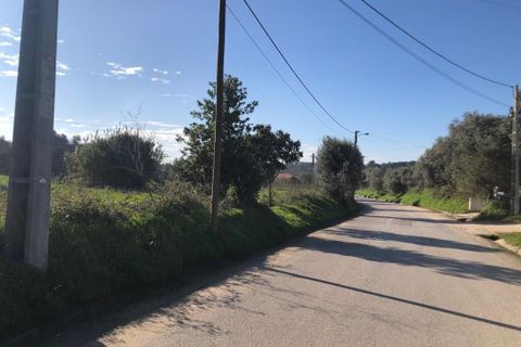 Terra a Olaia e Paco, Santarem, Olaia e Paco - € 33.000 | Ref: SF-SAFTI:004383 - foto 4