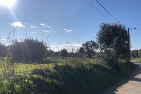 Terra a Olaia e Paco, Santarem, Olaia e Paco - € 33.000 | Ref: SF-SAFTI:004383 - foto 5