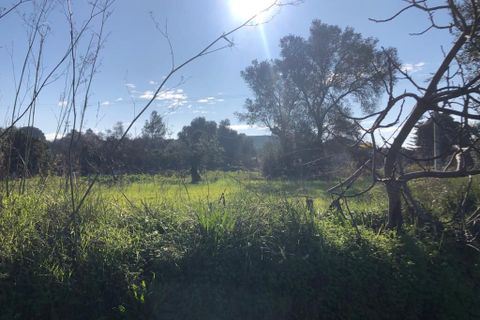 Terra a Olaia e Paco, Santarem, Olaia e Paco - € 33.000 | Ref: SF-SAFTI:004383 - foto 7