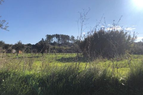 Terra a Olaia e Paco, Santarem, Olaia e Paco - € 33.000 | Ref: SF-SAFTI:004383 - foto 8