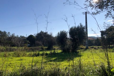 Terra a Olaia e Paco, Santarem, Olaia e Paco - € 33.000 | Ref: SF-SAFTI:004383 - foto 10