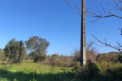 Terra a Olaia e Paco, Santarem, Olaia e Paco - € 33.000 | Ref: SF-SAFTI:004383 - foto 22