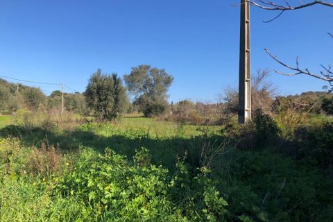 Terra a Olaia e Paco, Santarem, Olaia e Paco - € 33.000 | Ref: SF-SAFTI:004383 - foto 23