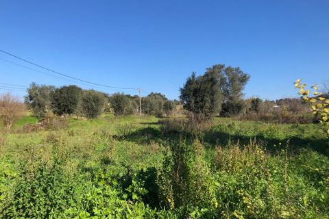 Terra a Olaia e Paco, Santarem, Olaia e Paco - € 33.000 | Ref: SF-SAFTI:004383 - foto 25