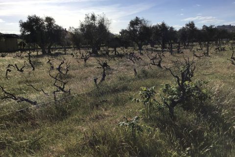 Helårsgrund i Abrantes, Santarem, Abrantes - € 55.000 | Ref: SF-SAFTI:003212 - foto 9
