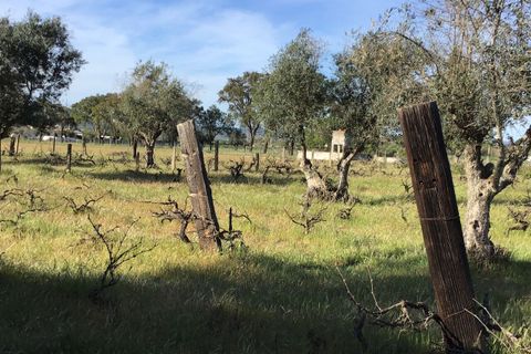 Helårsgrund i Abrantes, Santarem, Abrantes - € 55.000 | Ref: SF-SAFTI:003212 - foto 10