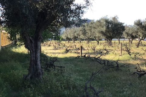 Helårsgrund i Abrantes, Santarem, Abrantes - € 55.000 | Ref: SF-SAFTI:003212 - foto 11