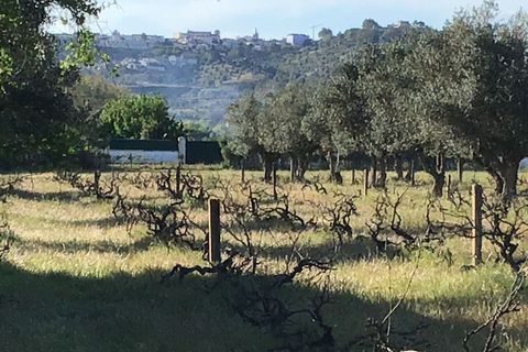 Helårsgrund i Abrantes, Santarem, Abrantes - € 55.000 | Ref: SF-SAFTI:003212 - foto 13
