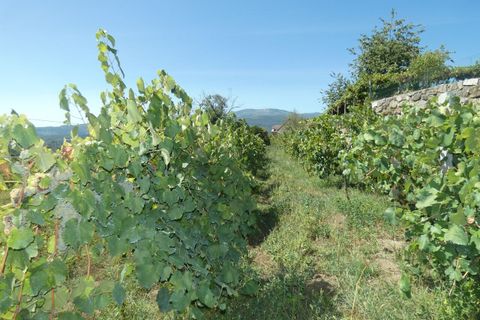 Farm i Prado e Remoaes, Viana do Castelo, Prado e Remoaes - € 69.000 | Ref: SF-SAFTI:00406 - foto 9