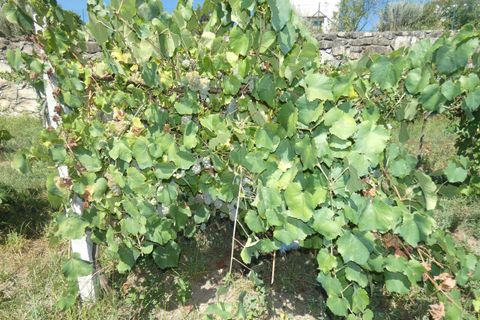 Farm i Prado e Remoaes, Viana do Castelo, Prado e Remoaes - € 69.000 | Ref: SF-SAFTI:00406 - foto 10