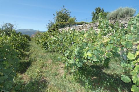 Farm i Prado e Remoaes, Viana do Castelo, Prado e Remoaes - € 69.000 | Ref: SF-SAFTI:00406 - foto 11