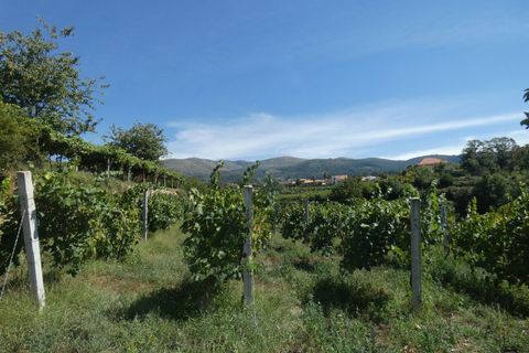 Farm i Prado e Remoaes, Viana do Castelo, Prado e Remoaes - € 69.000 | Ref: SF-SAFTI:00406 - foto 12