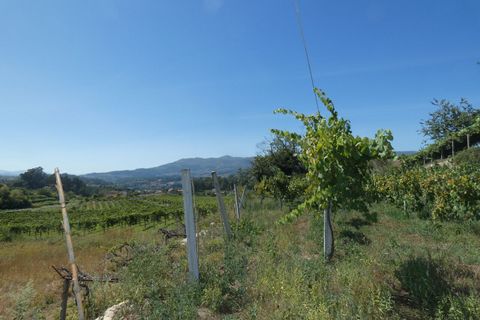 Farm i Prado e Remoaes, Viana do Castelo, Prado e Remoaes - € 69.000 | Ref: SF-SAFTI:00406 - foto 13